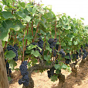 Northern Burgundy Photo