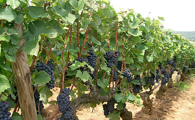 Pinot Noir grapes ready for harvest in Burgundy, France. CC:Pra
