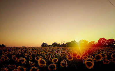 Sunflower fields in Burgundy, France. Flickr:William Hutter