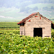 Northern Burgundy Photo
