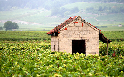 Burgundy wine region. Flickr:Megan Cole