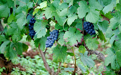 Grapes to wine in Côte de Beaune, Burgundy. Flickr:John Schneider