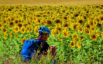 Sunflowers in Burgundy, France. ©TO