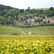 Northern Burgundy Photo