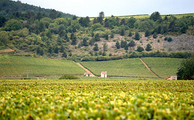 Vineyard galore through Burgundy, France. Flickr: Megan Cole