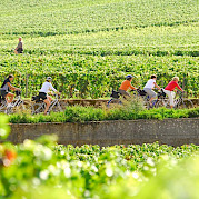 Northern Burgundy Photo