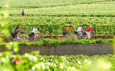 Biking among the vineyards in Burgundy, France. ©TO