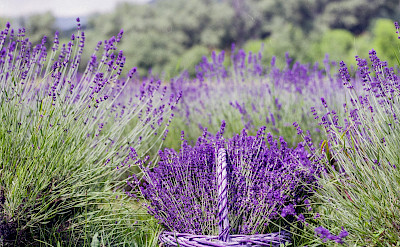 Lavender and its oils harvested in Provence, France. Photo via TO
