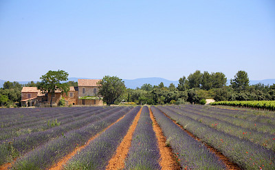 Lavender Farm in Provence, France. Photo via TO