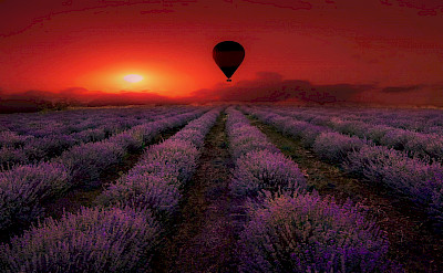 Hot air balloon rides over lavender fields in Provence, France.