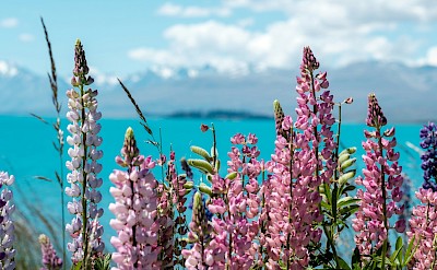 Lupins at Lake Tekapo, New Zealand. Unsplash@James Pere