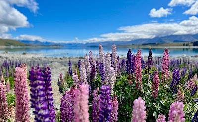 Lupins growing next to Lake Tekapo, New Zealand. Unsplash@Richard Lumborg