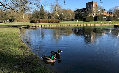 Ducks on a lake in Leuven, Belgium. Pooja Shah@Unsplash