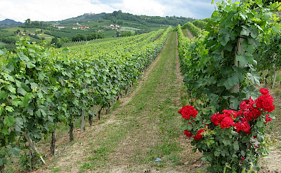 Rolling vineyards throughout Tuscany, Italy.