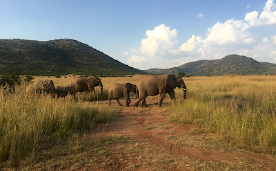 Elephants abound in South Africa! Photo:Gea