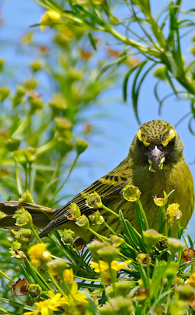 Forest Canary at the amazing Kirstenbosch National Botanical Garden in Cape Town, South Africa. Flickr:Bernard Dupont
