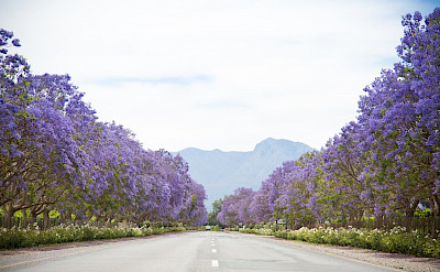 It truly is the Garden Route