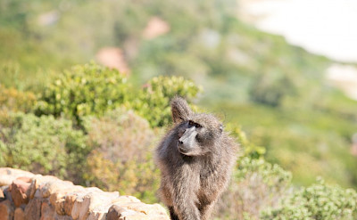 Varied wildlife in South Africa