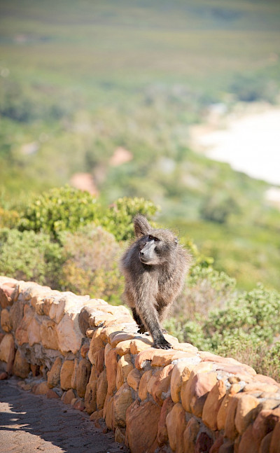 Varied wildlife in South Africa