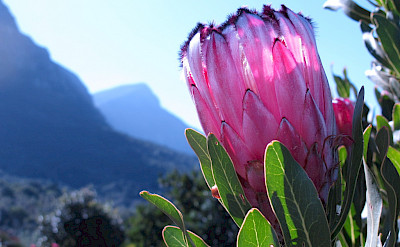 The famous protea flower at Kirstenbosch National Botanical Garden, Cape Town, South Africa. Flickr:Derek Keats
