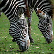 Bike and Safari South Africa’s Garden Route to Cape Town Photo