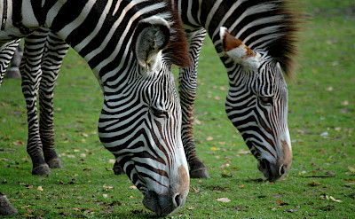 Zebras in South Africa. Flickr:Marieke IJsendoorn-Kuijpers