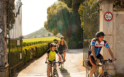 Biking past vineyards on the Lake Garda & Veneto Bike Tour in Italy. Photo via TO