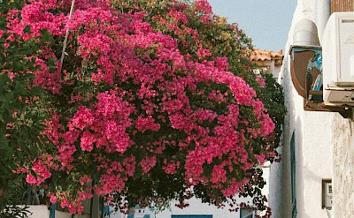 Pink flowers in Aegina, Greece. Unsplash@Christina Terzidou