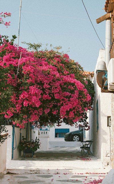 Pink flowers in Aegina, Greece. Unsplash@Christina Terzidou