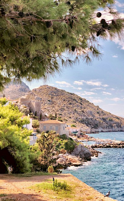 Trees on Hydra, Greece. Unsplash@Despina Galani