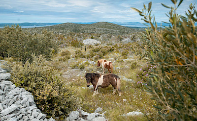 Wild horses on Brac Island in Croatia. Photo via TO.