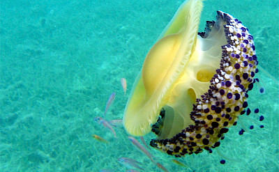 Under the sea on Mljet Island, Dalmatia, Croatia. Photo via Flickr:wrda 42.757217, 17.396328