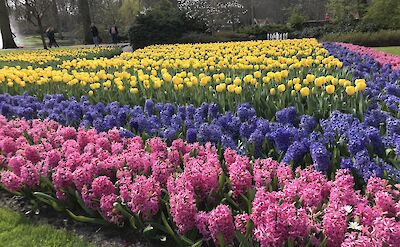 Hyacinths and tulips in Keukenhof | Photo from TO