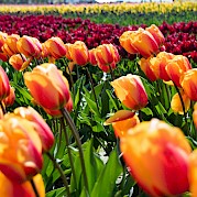 Bike & Sail the Tulips - A vibrant field of tulips in various colors, including orange, red, and yellow, seen in the Netherlands.