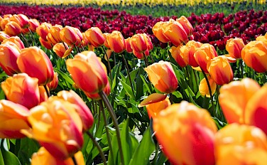 Bike & Sail the Tulips