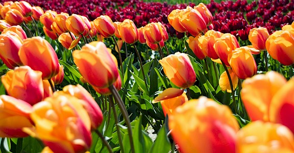 Tulip Tours