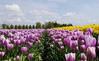 Field of purple and yellow tulips, Netherlands. Unsplash:Catrina Farrell