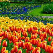 Bike and Sail the Tulips Photo