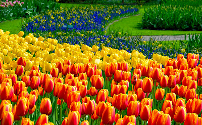 Tulips at the Keukenhof near Lisse, South Holland, the Netherlands. Flickr:Andrianoaurelioaraujo 