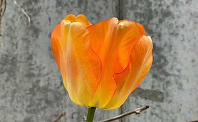 Orange tulip, Netherlands. Unsplash:Bernd Dittrich
