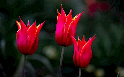 Pointy pink tulips, Netherlands. Unsplash:Bernd Dittrich