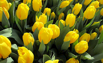 Yellow tulips always brighten a day in the Netherlands. Flickr:Elen Agiglia