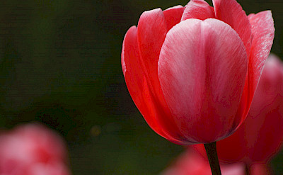 Tulips are Holland's specialty. Flickr:Bernard Spraggnz