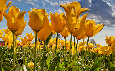 Tulip fields in the Netherlands in Spring. Flickr:stokesrx