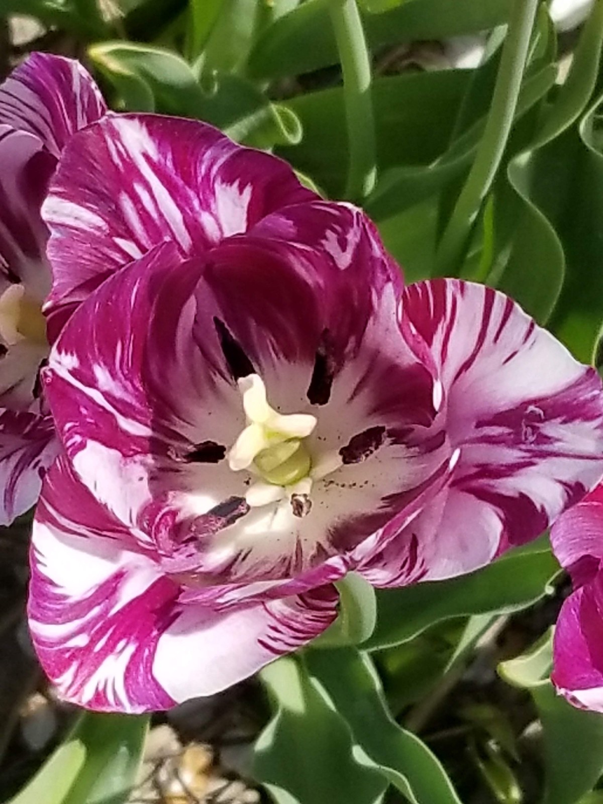 Purple tulip