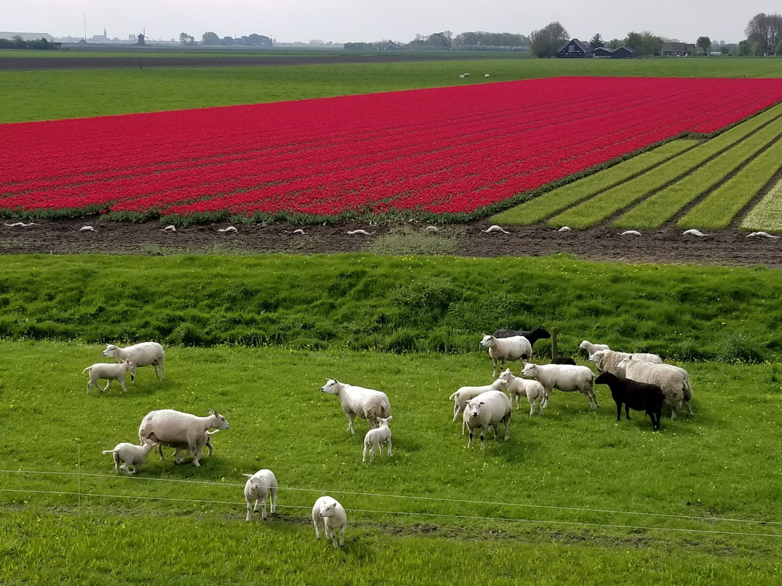 Sheep and tulips in the background