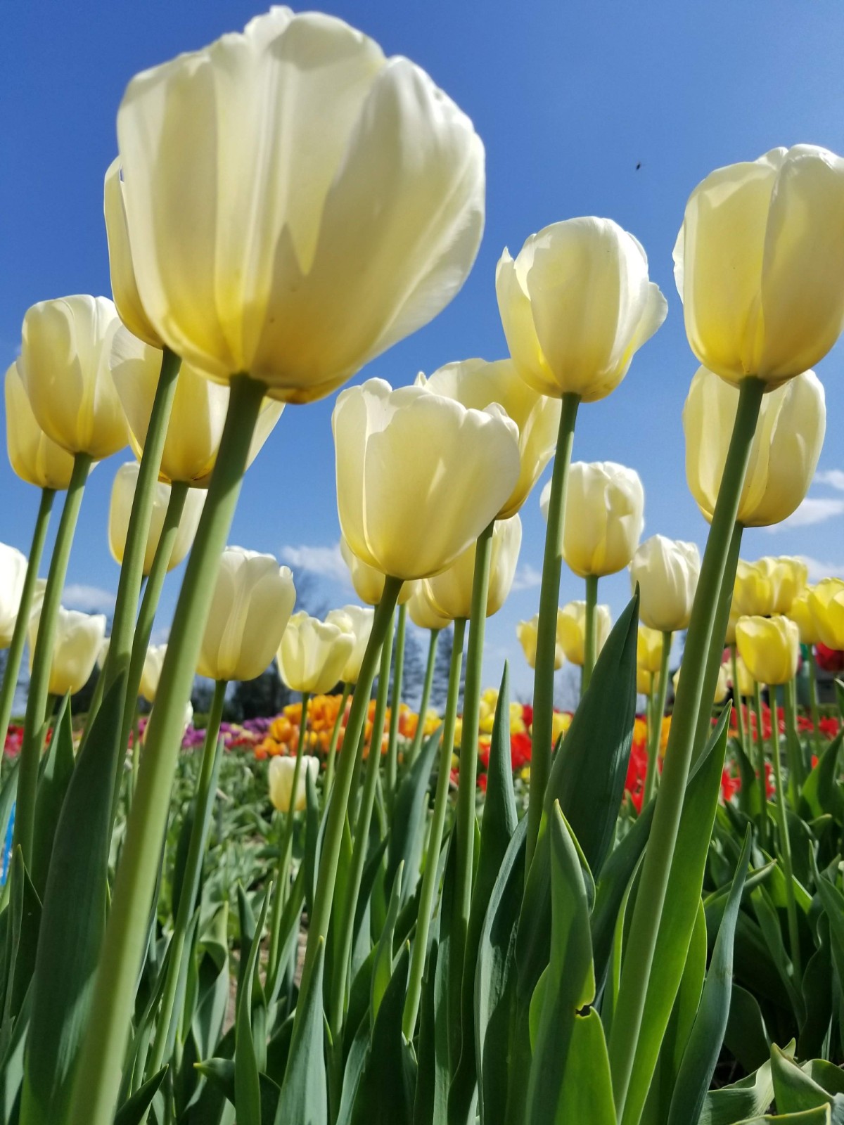 Tulips!