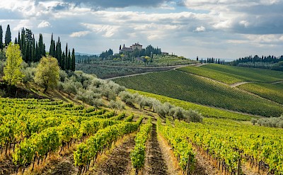 Classic Tuscan landscape with vineyards and rolling hills. usplash@richmartello
