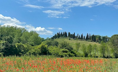 Cycling past poppy fields in Tuscany. unsplash@BerndDittrich