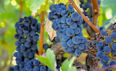 Grapes and wine in Croatia! Flickr:Arnie Papp